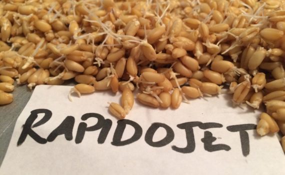 Sprouting grains using Rapidojet