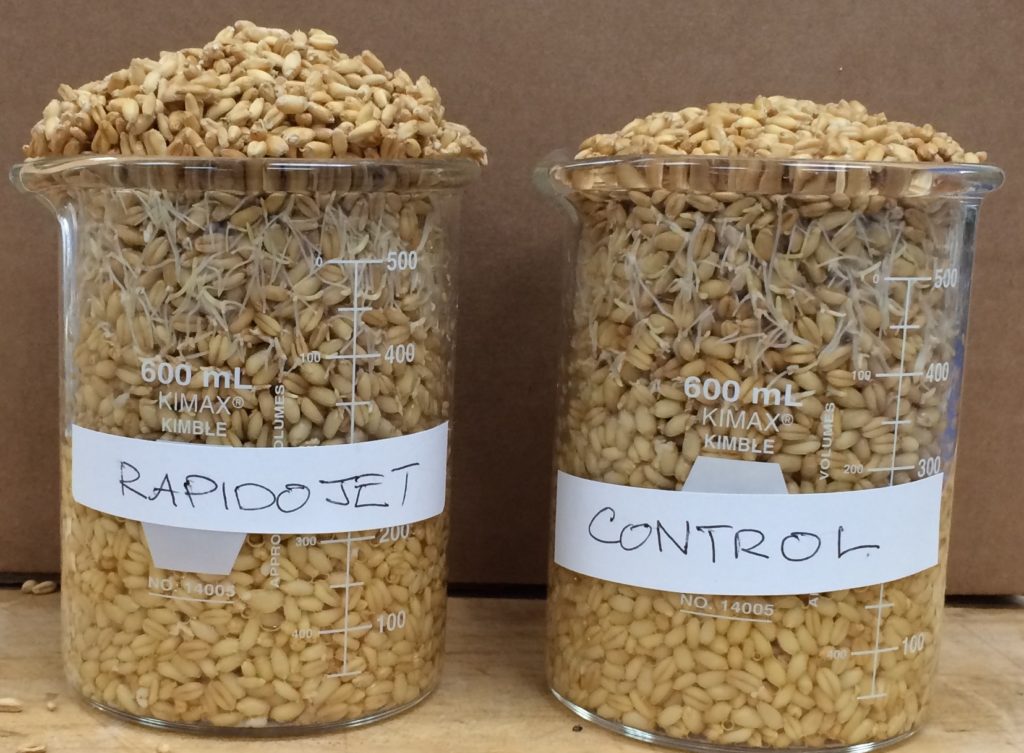 Rapidojet vs control in sprouting grains volume Rapidojet vs control in sprouted grains